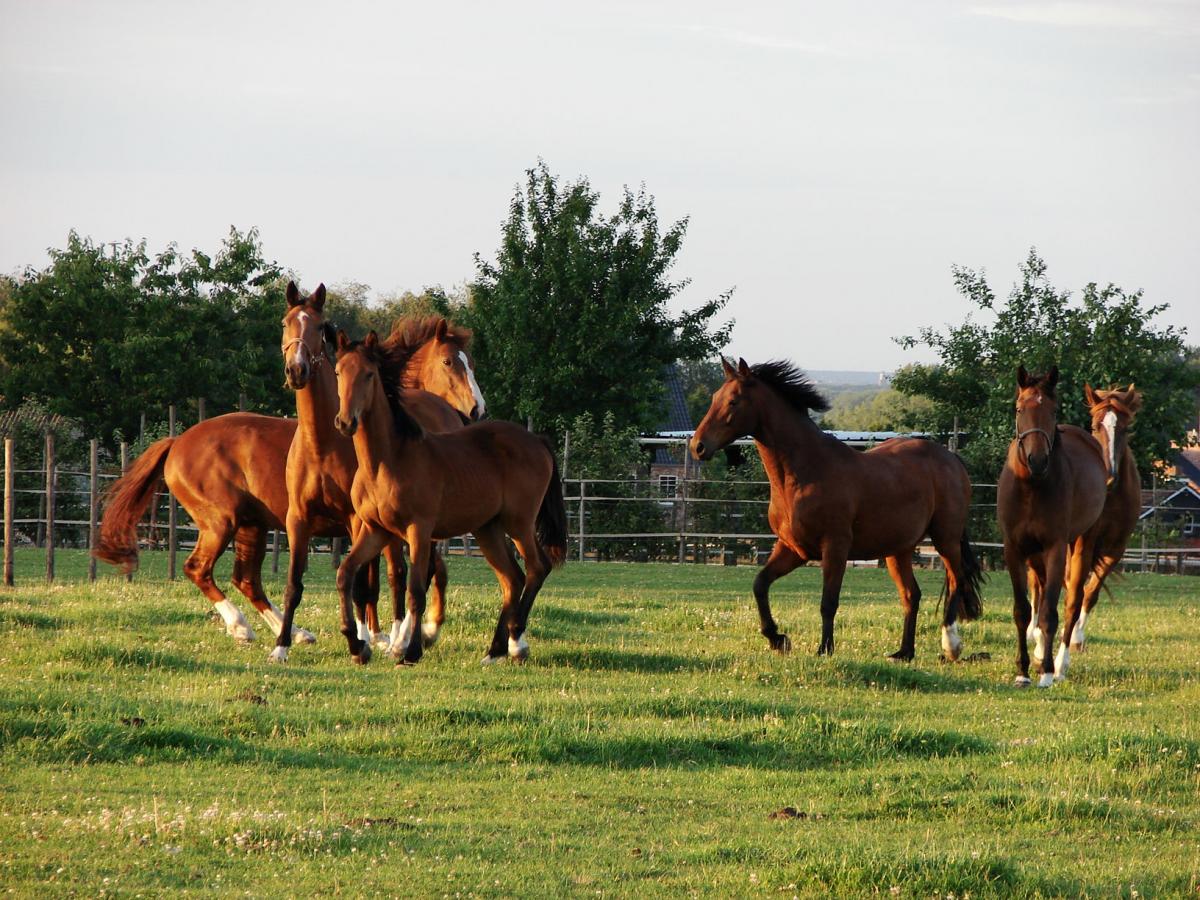 horses in paddock