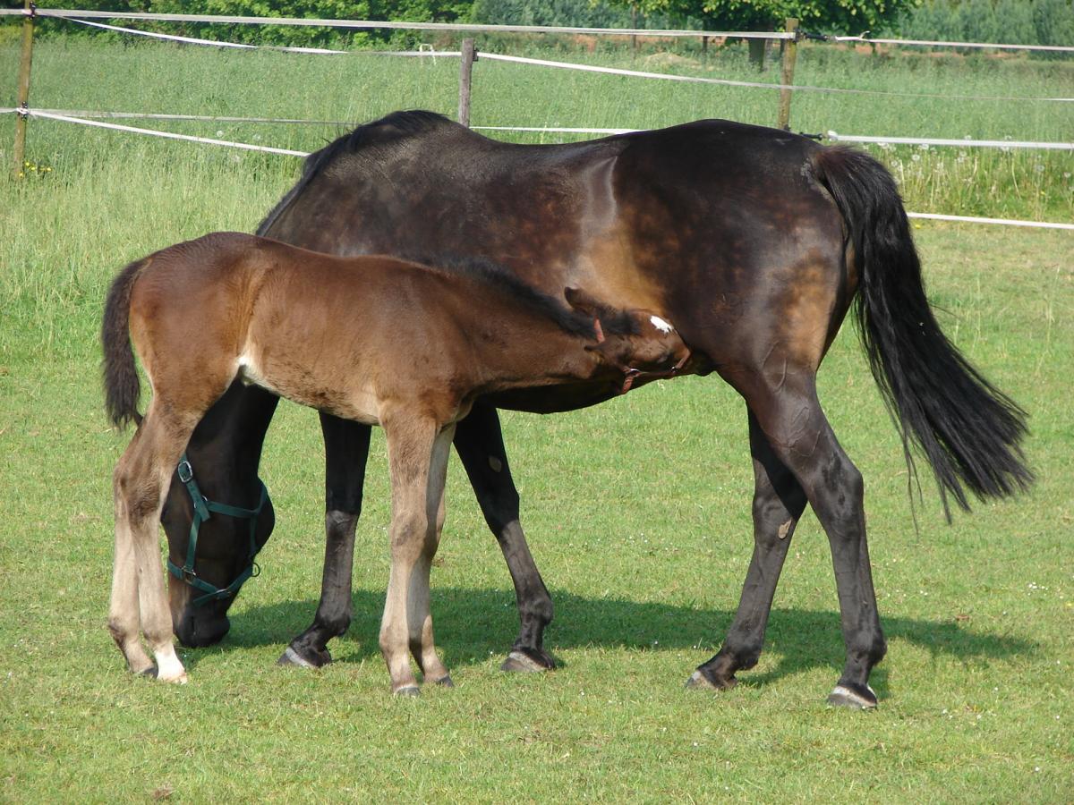 Mare and Foal