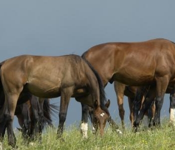 Horses in Field